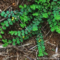 Crotalaria hebecarpa (DC.) Rudd